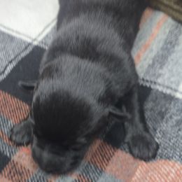 Bows - Black phantom female Aussiedoodle puppy in Fort White, Florida from Sugar Camp Canine - Maxwell