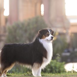 Australian Shepherds from Dirty Laundry Australian Shepherds