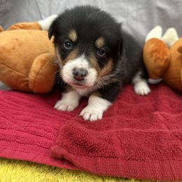Pembroke Welsh Corgi Puppies from Reigning Corgis