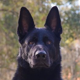 Icke - German Shepherd