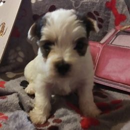 Yorkshire Terriers from Yorkies by the Dozen