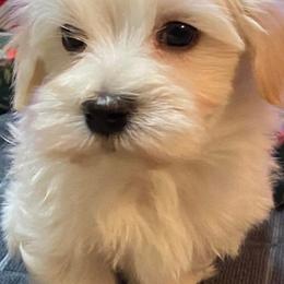 Havanese from Havanese Happiness