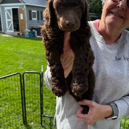 Brown girl 2 - Brown female Poodle puppy in Wentworth, South Dakota from PaintersPreciousPoodles