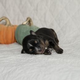 Stevie Nicks - Black tri-color female Australian Shepherd puppy in Bristol, New Hampshire from NewFound Lake Aussies