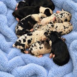 Maple - Blue merle female Australian Shepherd puppy in Howardsville, Virginia from Spectacular Aussies and Cavaliers