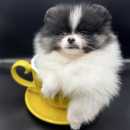 Roger - Tri-colored male Pomeranian puppy in Milwaukee, Wisconsin from Dolcebellezza’s Poms
