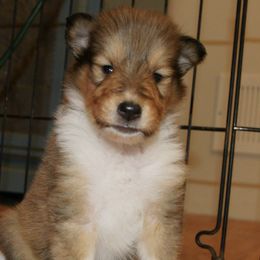 Collies from Blausertown Collies