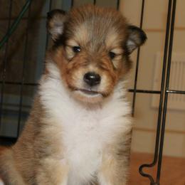 Collies from Blausertown Collies
