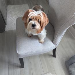 Lola - Yorkshire Terrier
