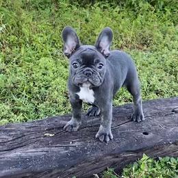 Boxer and French Bulldog Puppies from Beachside Boxers and Frenchies