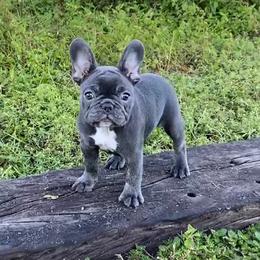 Boxer and French Bulldog Puppies from Beachside Boxers and Frenchies
