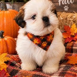 Casper - Gold and white male Shih Tzu puppy in Silver Lake, Oregon from Bling Shih Tzu
