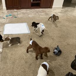 Pembroke Welsh Corgi Puppies from Serenity Ann Pups