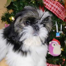 Boomer - Black gold and white male Shih Tzu puppy in Merced, California from Topknot Shih Tzus