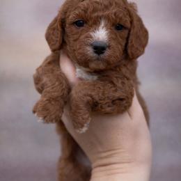 Clara - Red female Cavapoo puppy in Concord, California from Lipscomb Doodles