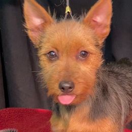 Adina - Australian Terrier puppy from Outbackred Aussies