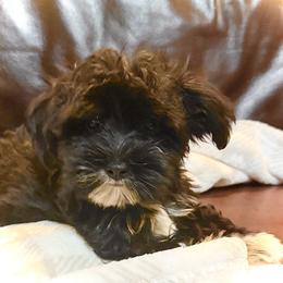 Evie - Black and white female Companion Cross puppy in Lancaster, South Carolina from 3 Bs Havanese-PUPPIES with  PURPOSE