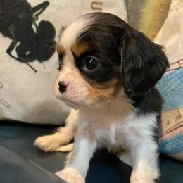 Cavalier King Charles Spaniels from Love Struck Cavaliers