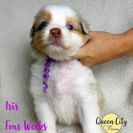 Iris - Red merle female Australian Shepherd puppy in Falmouth, Kentucky from Queen City Farm