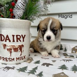 Hagrid - Sable male Pembroke Welsh Corgi puppy in Waverly, Iowa from A Hurd of Corgis
