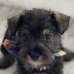 Miniature Schnauzers from F&M Kennels