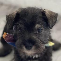 Miniature Schnauzers from F&M Kennels