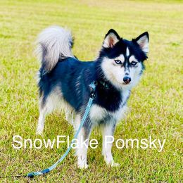 Phoenix - Pomsky