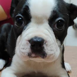 Boston Terriers from Bobos Bostons