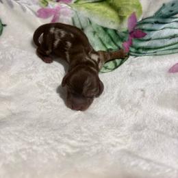 Dapple male - Dapple male Dachshund puppy in Pleasant Plains, Arkansas from JGBs Dachshunds