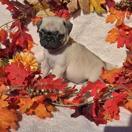 Fawn Boy (orange toe) - Fawn male Pug puppy in Tulsa, Oklahoma from Locust Creek Pugs