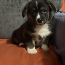 Abby - Black and tan female American Corgi puppy in Washington, Arkansas from Foxy Knoll Farm