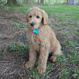 Dustin - Apricot male Goldendoodle puppy in Georgetown, Tennessee from Georgetown Designer & Purebred Puppies