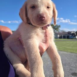 Lily - Champagne female Dilute Retriever puppy in New Providence, Pennsylvania from Southernend Silvers