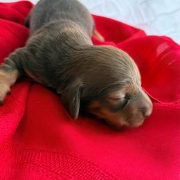 Dixie - Chocolate and tan female Dachshund puppy in Wrightwood, California from Twinkle Dachs