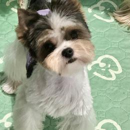 Biewer Terrier puppies from FronkLinn Kennel