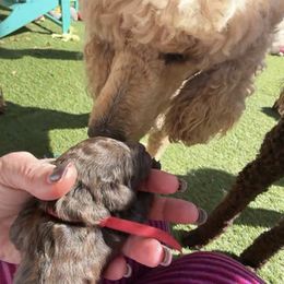 Red Girl - Cafe au lait female Poodle puppy in Vancleave, Mississippi from Royal Dixie Poodles