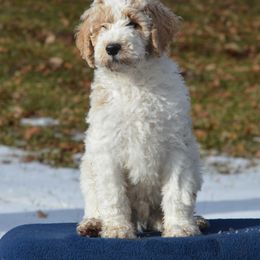 Goldendoodle Puppies from Happy Valley Doodles