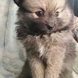 Girl 5 - Orange sable female Pomeranian puppy in Tulsa, Oklahoma from CP Kennels