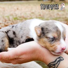 Thumper - Blue merle and white male American Corgi puppy in Star City, Arkansas from T4 Farms