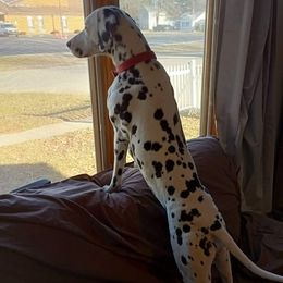 Dalmatians from Laura Pendergrass' Dalmatians
