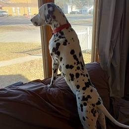 Dalmatians from Laura Pendergrass' Dalmatians