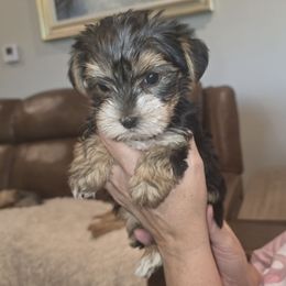 Ruby - Black and tan female Yorkshire Terrier puppy in San Angelo, Texas from Eleventyseven Yorkies