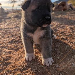 AKC ' Kiko' - Brown, black overlay female Akita puppy in Tombstone, Arizona from WeVolution Off-Grid