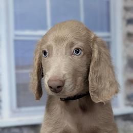Doc - male Weimaraner puppy in Evart, Michigan from Drehbar Weimaraners