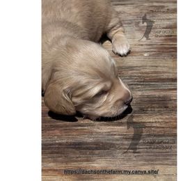 Dachshund Puppies from Dachs on the Farm