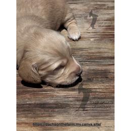 Dachshund Puppies from Dachs on the Farm