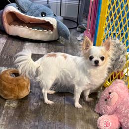 Paulina - Chihuahua