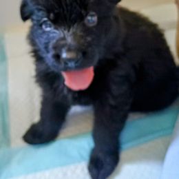 German Shepherd Puppies from Furman German Shepherds