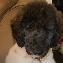 Wren - Poodle