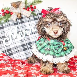 Tandy - Phantom female Poodle puppy in Hugo, Oklahoma from Ann R.